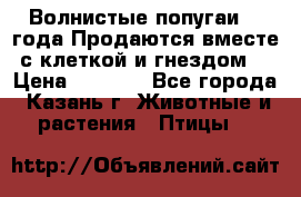 Волнистые попугаи, 2 года.Продаются вместе с клеткой и гнездом. › Цена ­ 2 800 - Все города, Казань г. Животные и растения » Птицы   